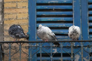 Demir bir korkulukta üç güvercin.