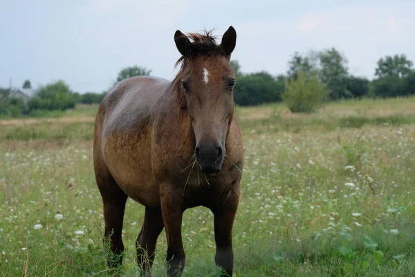 在田野上的棕色马肖像 — 图库照片