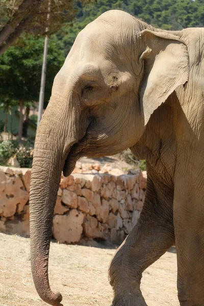Elefántportré Állatkertben — Stock Fotó