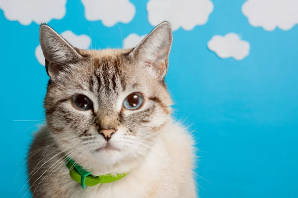 Een Mooie Perzische Kat Bij Grappige Hemel Achtergrond — Stockfoto