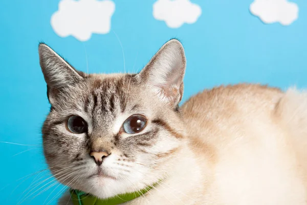 一个美丽的波斯猫在有趣的天空背景 — 图库照片