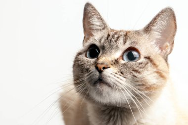 bir kedi mavi gözlü güzel portresi. kedi bakar ve bekler. oyun oynayan kedi oyuncak için bekliyor. beyaz bir arka plan üzerinde. dekorasyon ve tasarım için