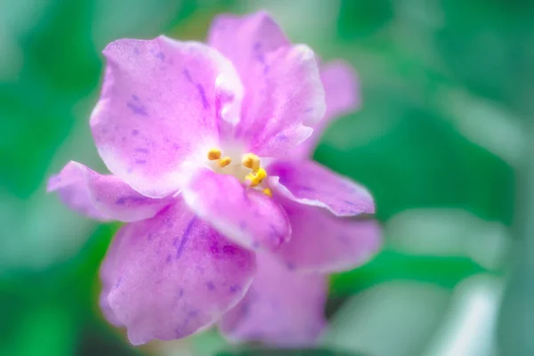 素敵な素敵な紫花紫 穏やかなロマンチックな美しい花 愛と優しさのコンセプトです 官能と優雅さ 春のシーズン デザインと装飾 ソフト フォーカス — ストック写真