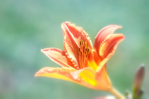 Licht Oranje Lelie Bloei Een Zachte Turkooizen Achtergrond Lente Mooie — Stockfoto