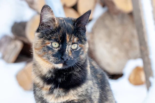 Portrait Beautiful Stray Cat Expressive Look Side Winter Season Street — Stock Photo, Image