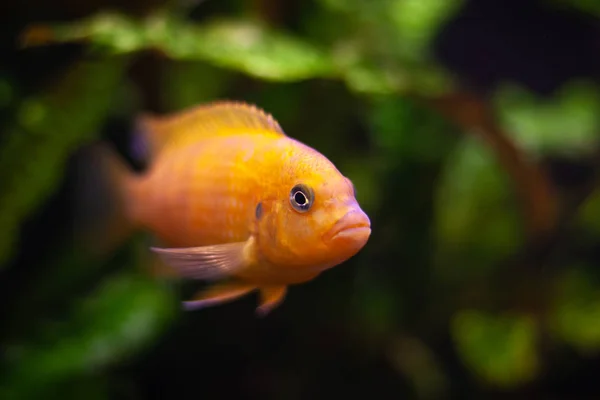 akvaryum Balık çiklit aileden Pseudotropheus lombardoi. parlak sarı turuncu renkli balığı. seçici odak. arka plan, koyu yeşil bitkiler.