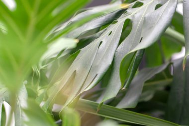houseplant palm. monstera kapalı yeşil yapraklar. tropikal bitki.