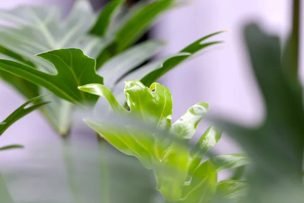 Pokojová Rostlina Palm Zelené Lístečky Monstera Uvnitř Tropické Rostliny — Stock fotografie