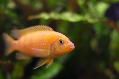 Kenyi cichlid Maylandia Lombardoi akvaryum balığı