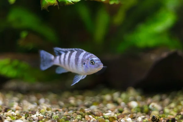 Cichlidé Kenya Maylandia Lombardoi Poisson Aquarium — Photo