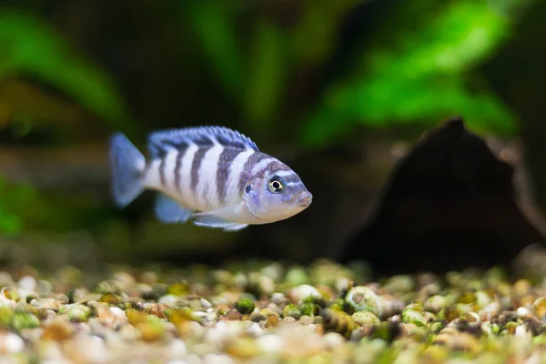 Kenyi Cichlid Maylandia Lombardoi Aquarium Fish — Stock Photo, Image