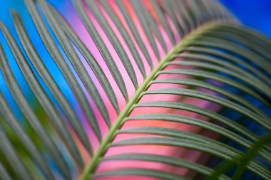houseplant yaprak seçici odak. Mevsimlik mavi ve pembe arka plan. çapraz çizgi.