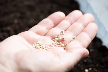 fidan dikimi için tohumları ile ver. Çiftçi bitki sebzeler bitkiler. Aile içi yaşam.
