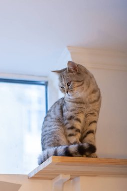 Bir Britanya ile ilgili stenografi kedi güzel portresi. kedi görünüyor ve bekler. oyun oynayan kedi oyuncak için bekliyor. Dekorasyon ve tasarım için