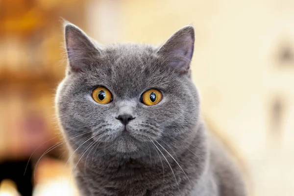 Belo Retrato Lilás Britânico Shorthair Gato Olha Espera Gato Brincalhão — Fotografia de Stock