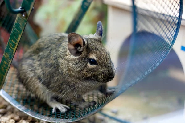komik degu, evde beslenen hayvan Circle adlı çalışan. Aile içi yaşam için egzotik hayvan.