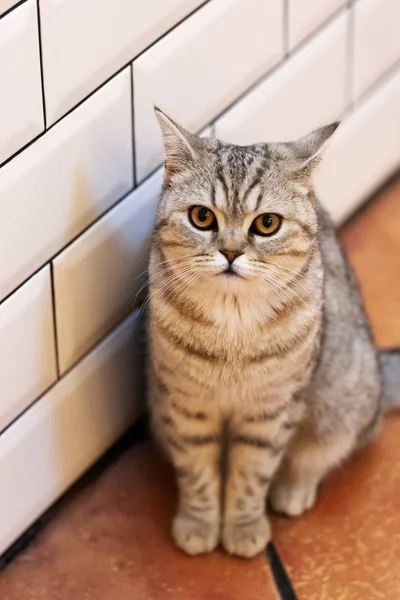 Belo Retrato Gato Britânico Shorthair Gato Olha Espera Gato Brincalhão — Fotografia de Stock