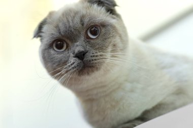 bir İskoç Fold güzel portre. kedi görünüyor ve bekler. oyun oynayan kedi oyuncak için bekliyor. Dekorasyon ve tasarım için