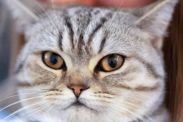 Retrato Enojado Gato Británico Shorthair Gato Mira Espera —  Fotos de Stock