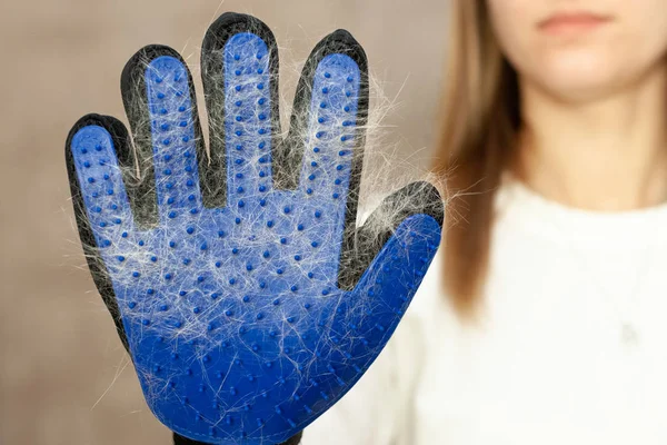 Girl with cat shedding, bathing, grooming, deshedding glove.The glove with cats hair on it. equipment for caring domestic pets and animals wool.