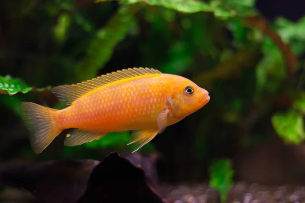 Kenyi Cichlid Maylandia Lombardoi Aquarium Fish — Stock Photo, Image