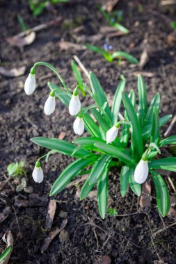 Kardelen Galanthus nivalis. sabah erken bahar bahçe içinde güzel çiçeklere. 