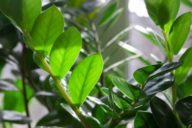 Zamioculcas houseplant herdem yeşil yaprakları. tropikal desen background.indoors bitki yaprakları ve kavram çiçekler.