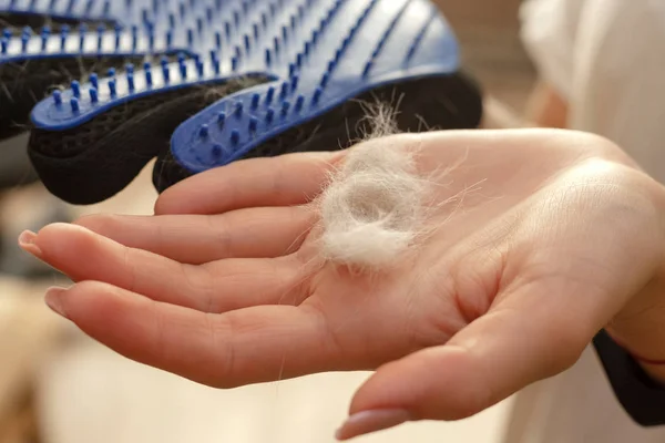 Kedi tüyü döken, banyo yapan, eldiven takan bir kız. Üzerinde kedi tüyü olan eldiven. Evcil hayvan ve hayvan yünü bakımı için malzeme.