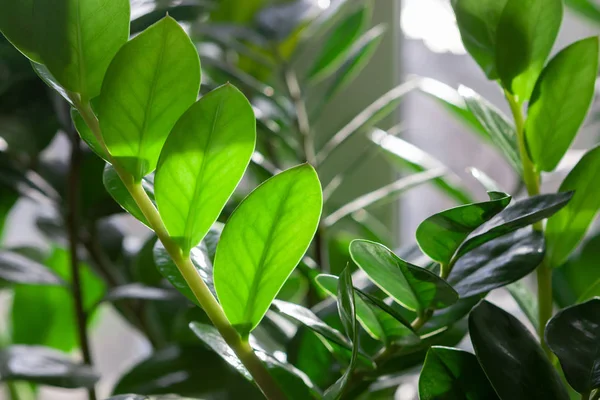 Zamioculcas houseplant herdem yeşil yaprakları. tropikal desen background.indoors bitki yaprakları ve kavram çiçekler.
