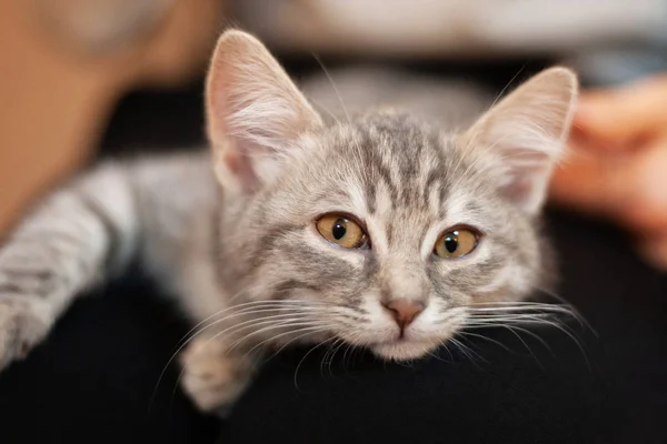 Gatito soñoliento en las rodillas de las niñas. casa gatito con un lindo atracti —  Fotos de Stock