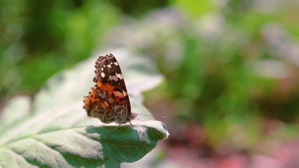 Butterfly sitting at green leaf and waving her wings after that she fly away. selective focus.motion blur. garden beautiful bokeh behind insect. save nature concept. — Stock Video