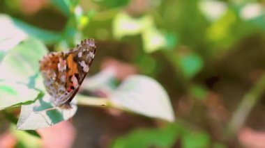kelebek yeşil yaprak oturan ve o uzağa uçmak sonra onun kanatları sallayarak. Seçici Focus. Motion bulanıklık. böcek arkasında bahçe güzel bokeh. doğa kavramı kaydetmek.