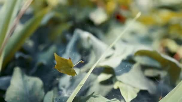 Foglie cadute che danzano sul vento che soffia sulla ragnatela. pace e romanticismo . — Video Stock