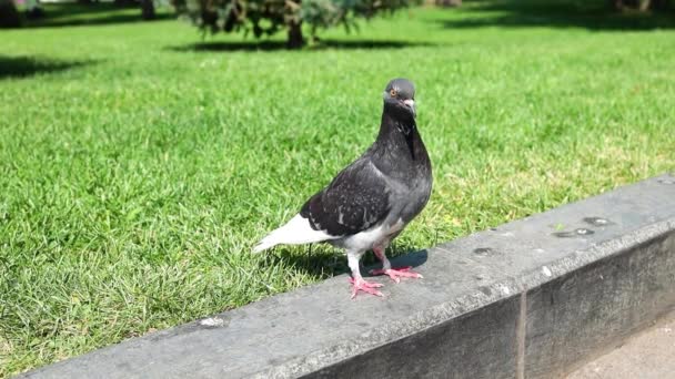 Pombo cinzento com fundo de grama verde. pomba de rocha posando no parque público da cidade. câmara lenta . — Vídeo de Stock