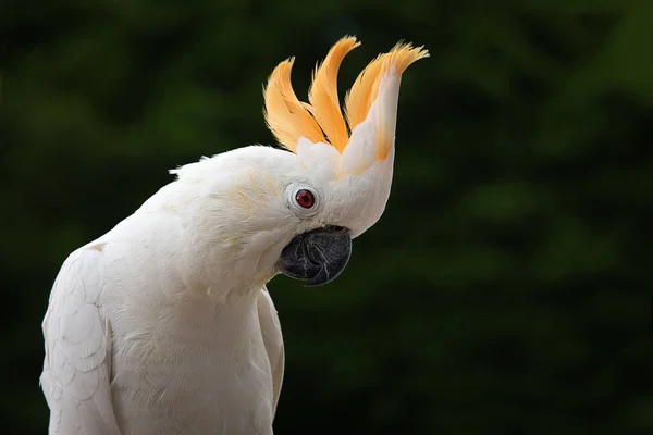 Close Uma Cacatua Crista Cítron Contra Solo Escuro Com Suas — Fotografia de Stock