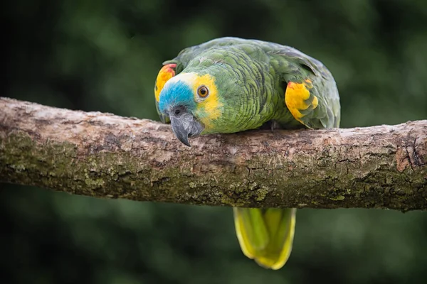 Close Papagaio Amazônia Frente Azul Ramo Olhando Para Frente Agachado — Fotografia de Stock