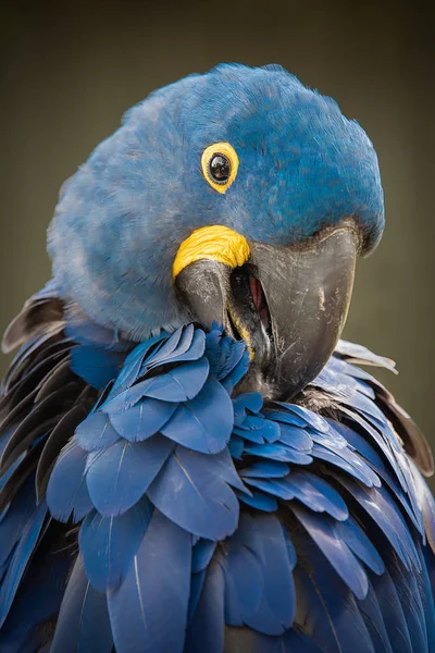 Close Papagaio Amazônia Frente Azul Ramo Olhando Para Frente Agachado — Fotografia de Stock