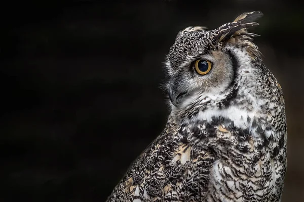 Retrato Cerca Del Perfil Gran Búho Cuernos Canadiense Mirando Hacia — Foto de Stock