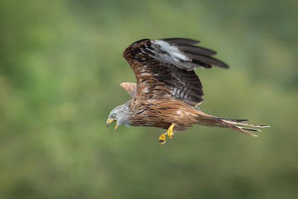 A side profile view of a red kite in flight. The bird is flying across photograph from the right to the left. There is copy space all around the subject