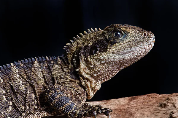very close up photograph of an Australian water dragon. It shows the head and front part of the body against a black background. The reptile faces from left to right