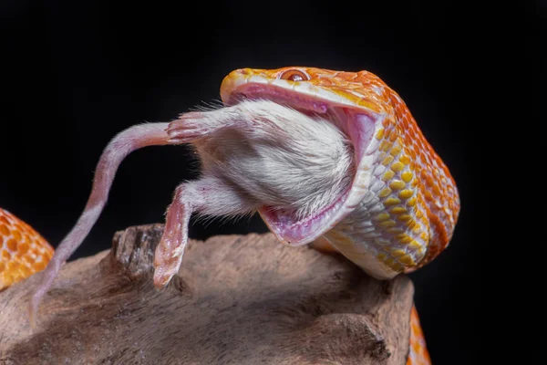Corn Snake Feeding Mouse Snake Has Its Jaws Wide Open — Stock Photo, Image