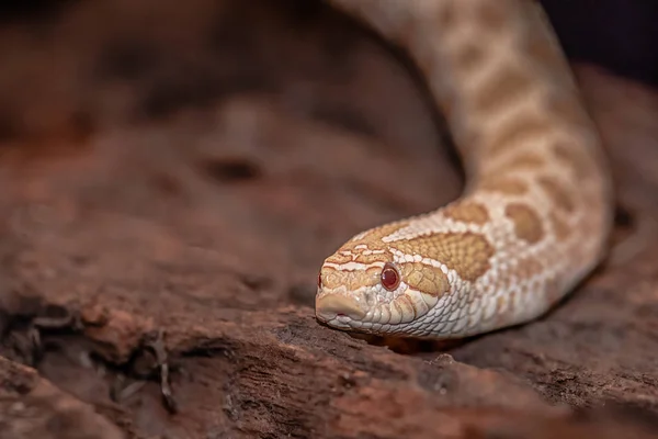 Close Photograph Head Part Body Albino Western Hognose Snake — Stock Photo, Image