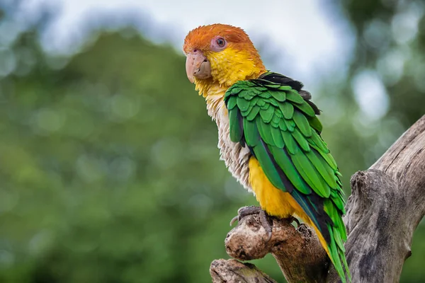 Close Papagaio Coxa Verde Também Conhecido Como Papagaio Barriga Branca — Fotografia de Stock