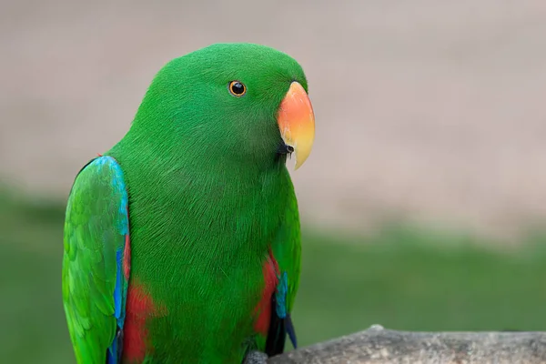 Retrato Metade Comprimento Perto Papagaio Eclectus Com Cores Vibrantes Pássaro — Fotografia de Stock