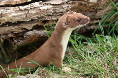 A closeup of a stoat weasel coming out from under an old log. Cautiously looking alert and to the right inquisitive manner clipart