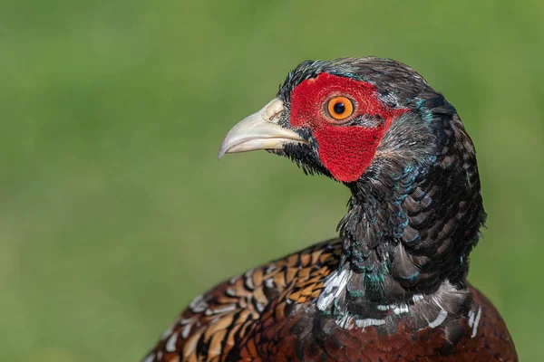 Very Close Photograph Head Male Pheasant Profile Portrait Bird Facing — Stock Photo, Image