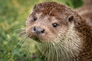 A very close portrait of the face of an otter. It is taken from a slightly higher angle and the animal is looking up clipart