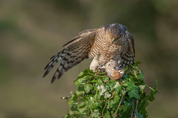 Kobiet Sparrowhawk Obejmuje Jej Zdobycz Jedno Skrzydło Jest Wyciągniętą Obejmujące — Zdjęcie stockowe