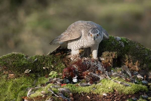 Una Fotografía Muy Cercana Una Lechuza Hembra Accipiter Gentilis Alimentándose — Foto de Stock