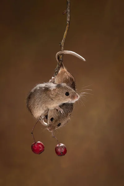 Paio Topi Raccolta Appesi Uno All Altro Equilibrio Rametto Con — Foto Stock